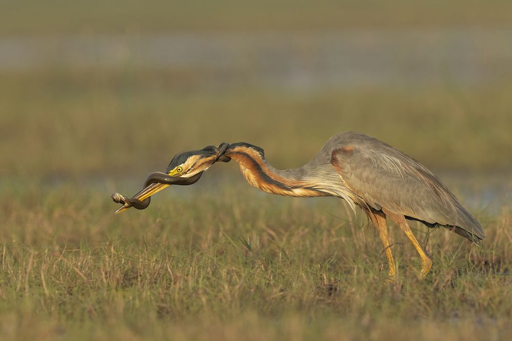 Photograph by Vinod Chandrasekharn Lalitha