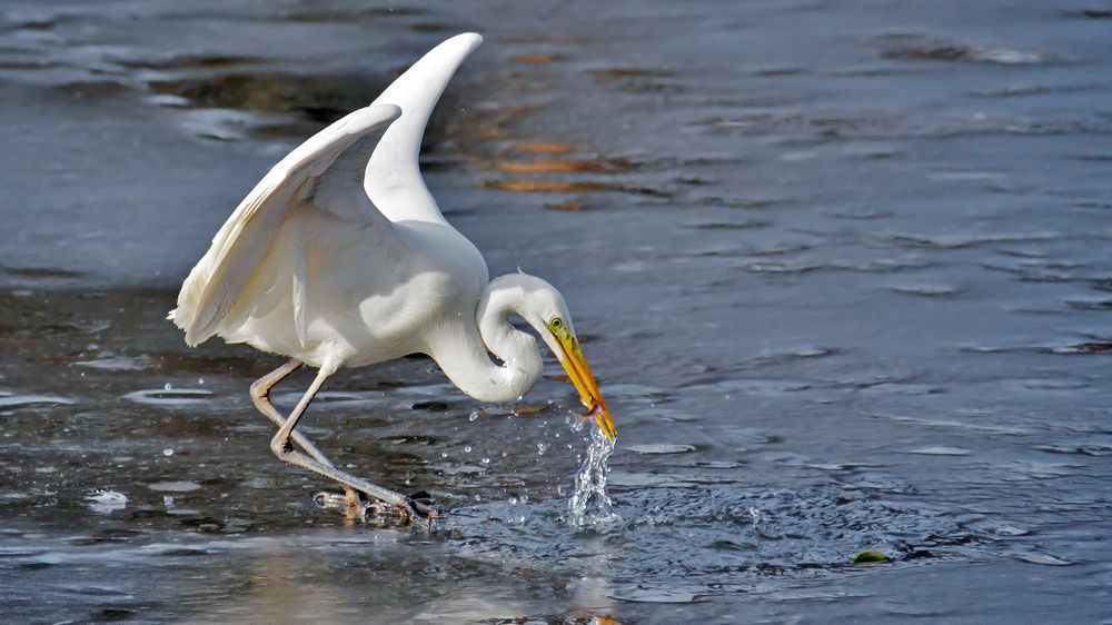 Рыбак рыбака видит издалека