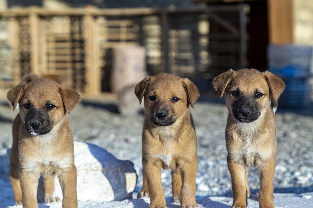 Фотография автора Karim Shokair