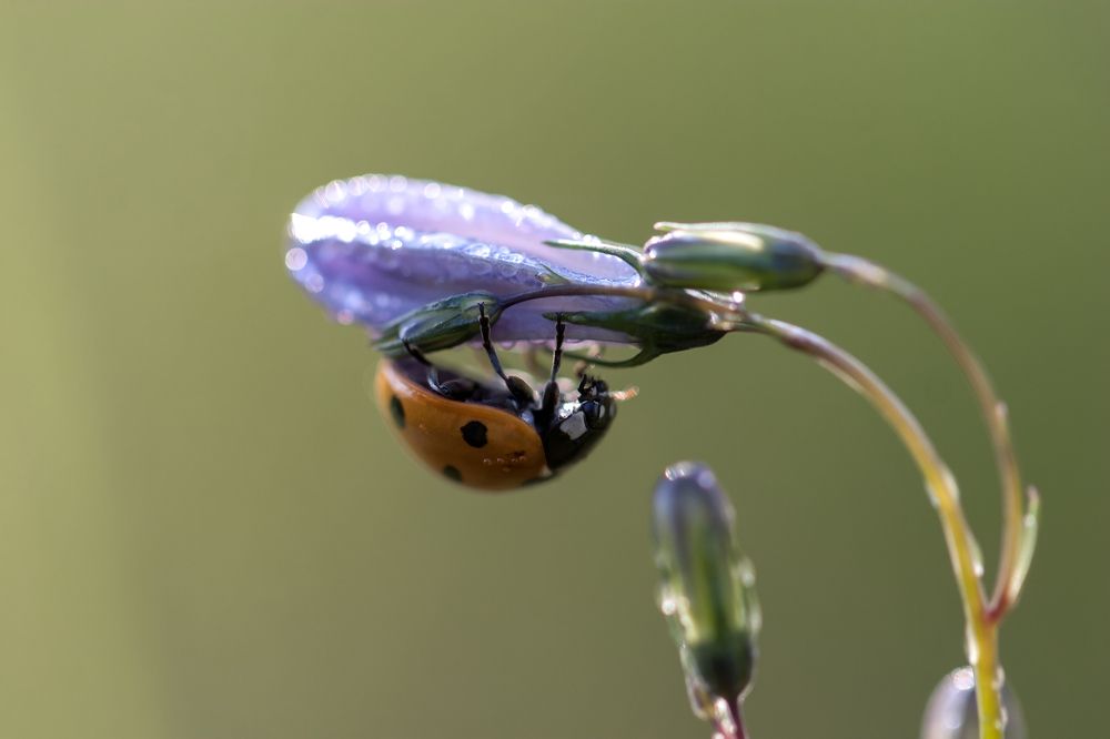Фотография автора Екатерина Молодкина