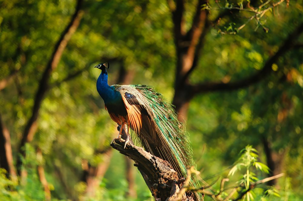 Photograph by Snehanand Sinha