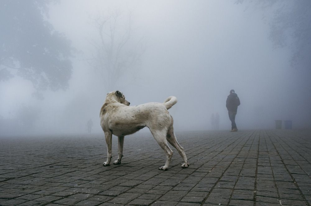 Фотография автора Ritwik Ray