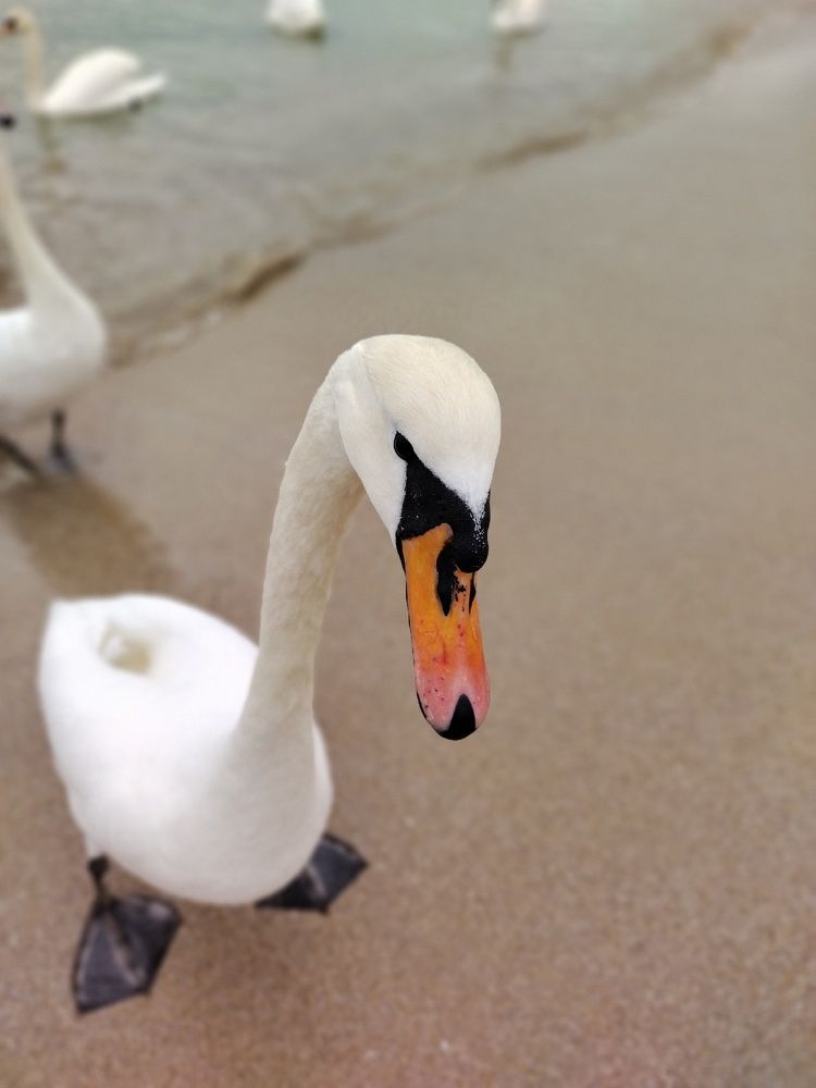 лебеди в Евпатории