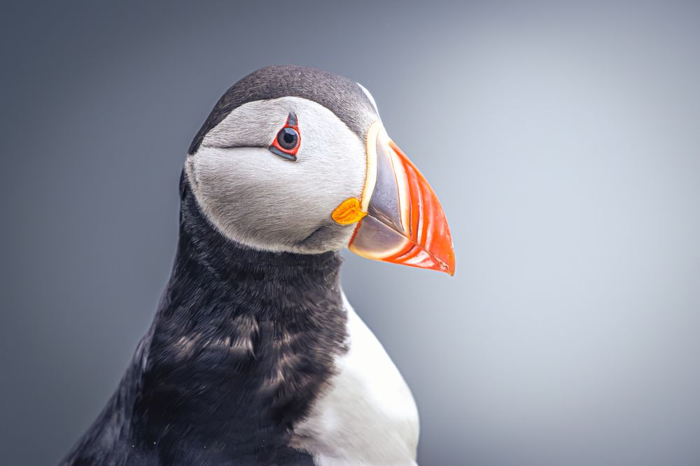 Photograph by Tommy Olsen