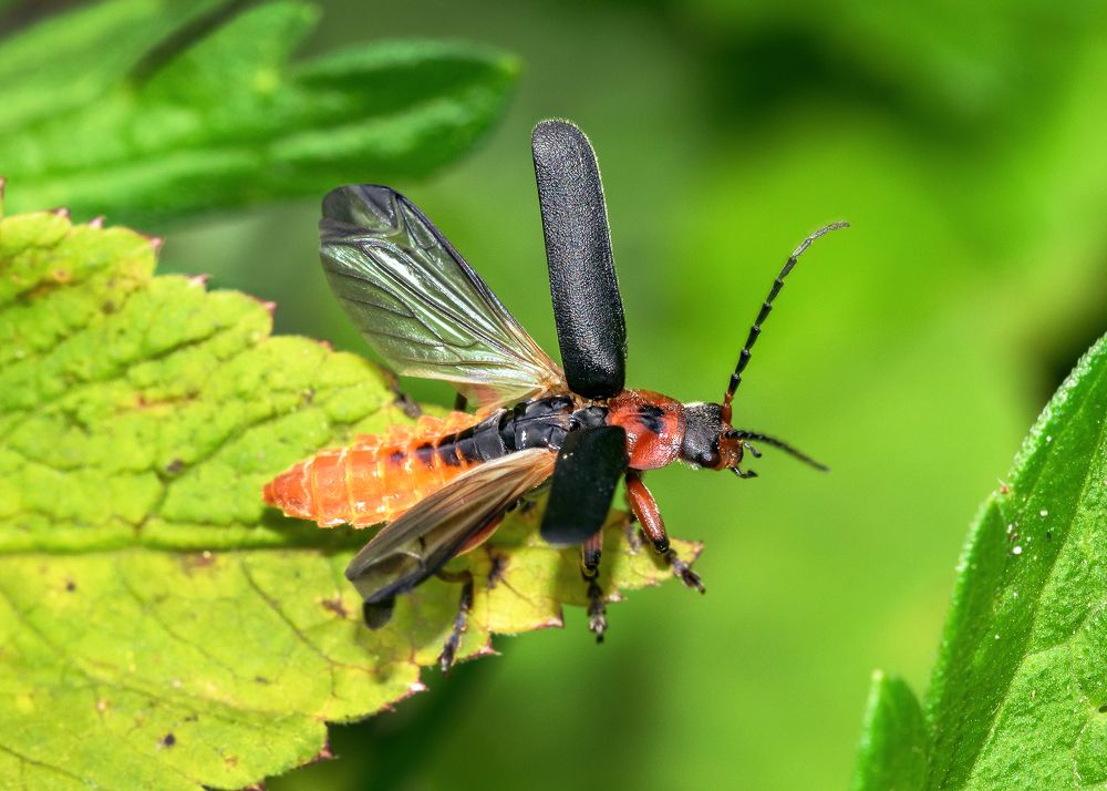 Photograph by Valery Pegushev