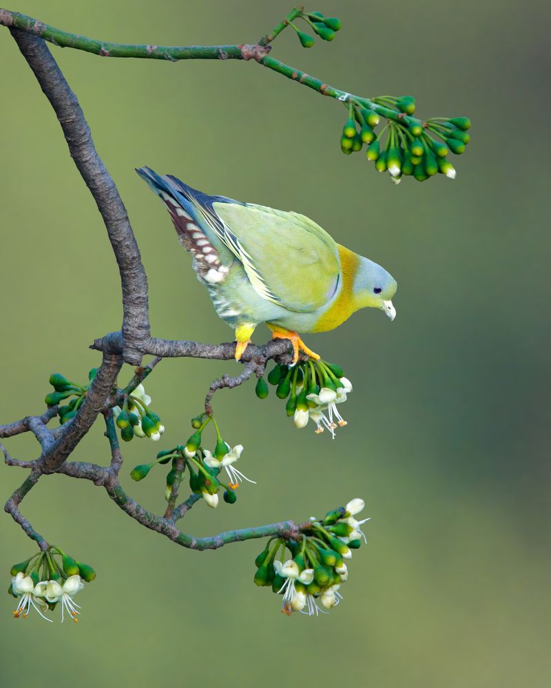 Yellow-footed Green Pigeon