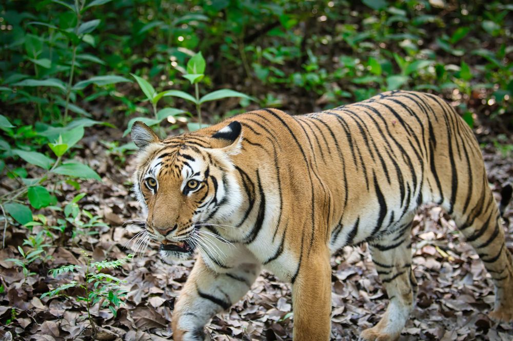 Photograph by Snehanand Sinha