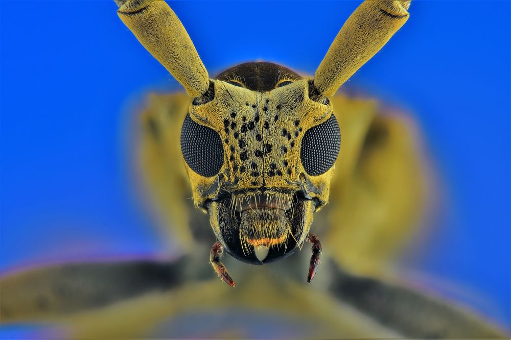 Photograph by Nalin Chaminda Rathnayake