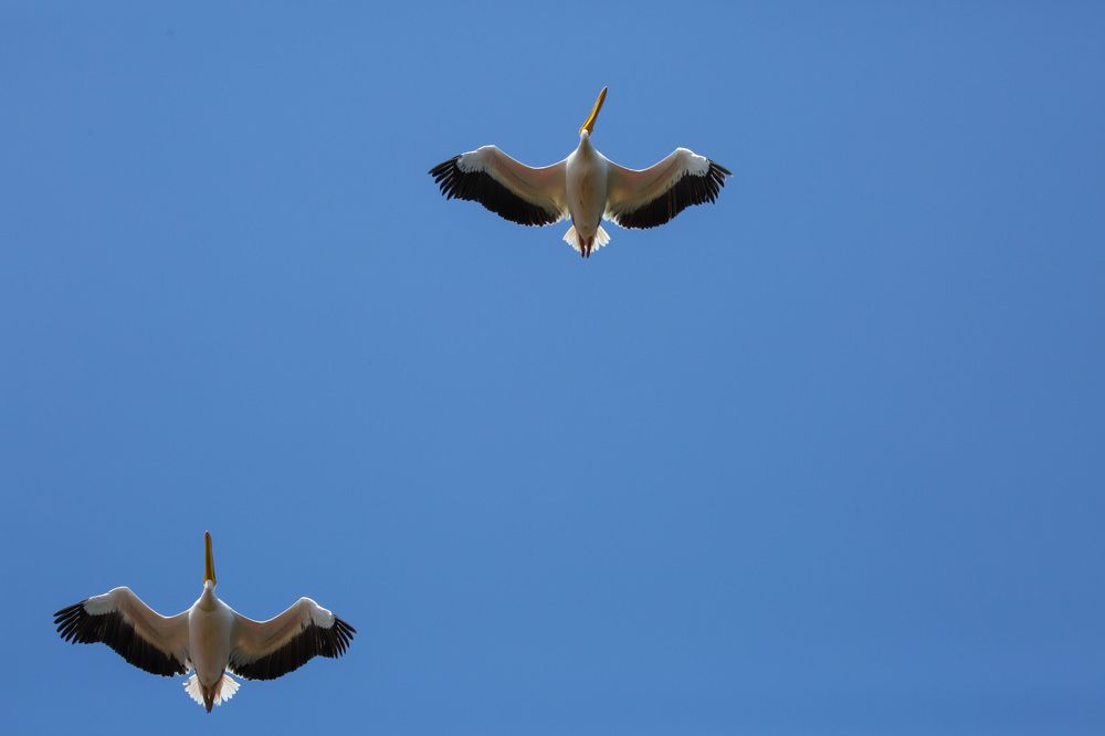 Winged Symphony: Pelican Duets in Azure