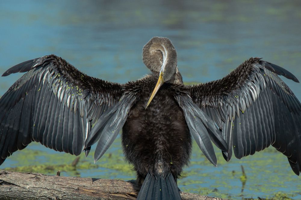 Winged Symphony: An Intimate Glimpse