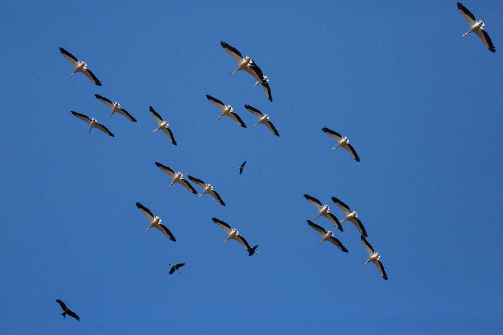 Sky Ballet: A Symphony of Soaring Spirits