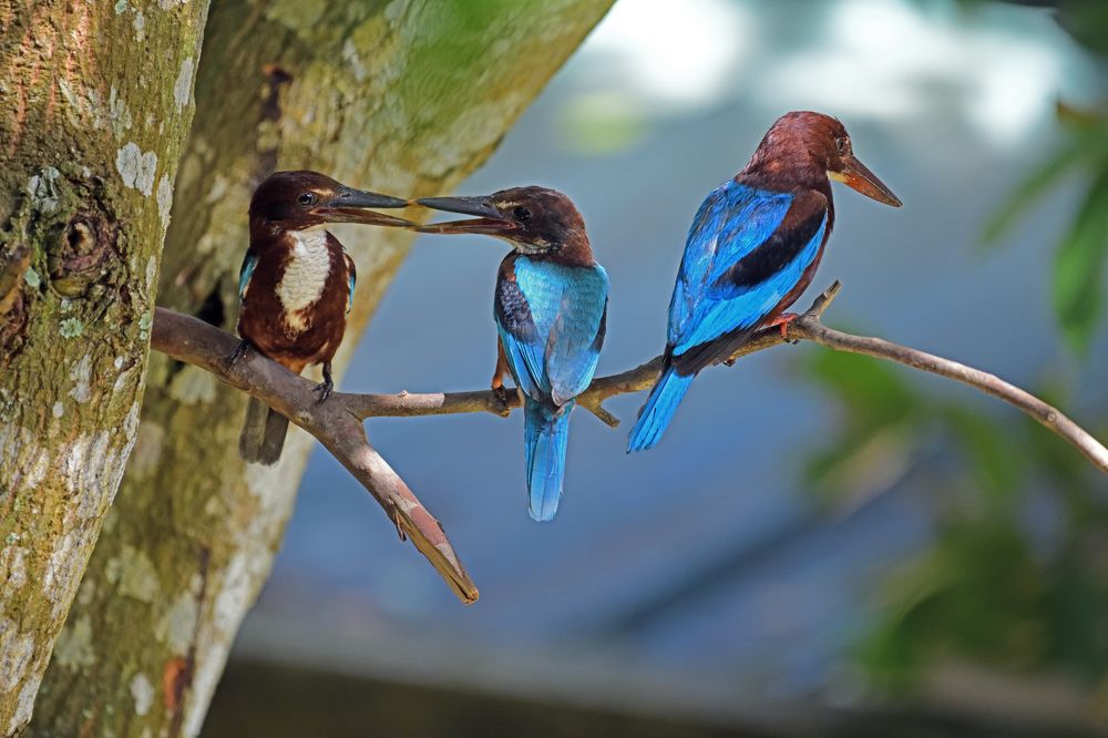 Photograph by Nalin Chaminda Rathnayake