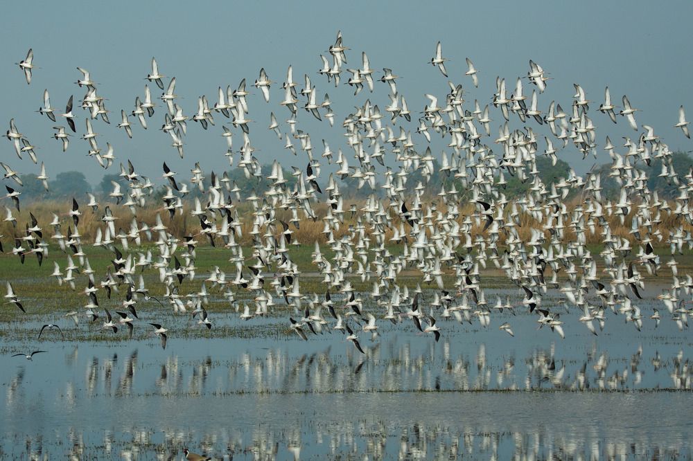 Wings of Prosperity: A Paddy Field Ballet