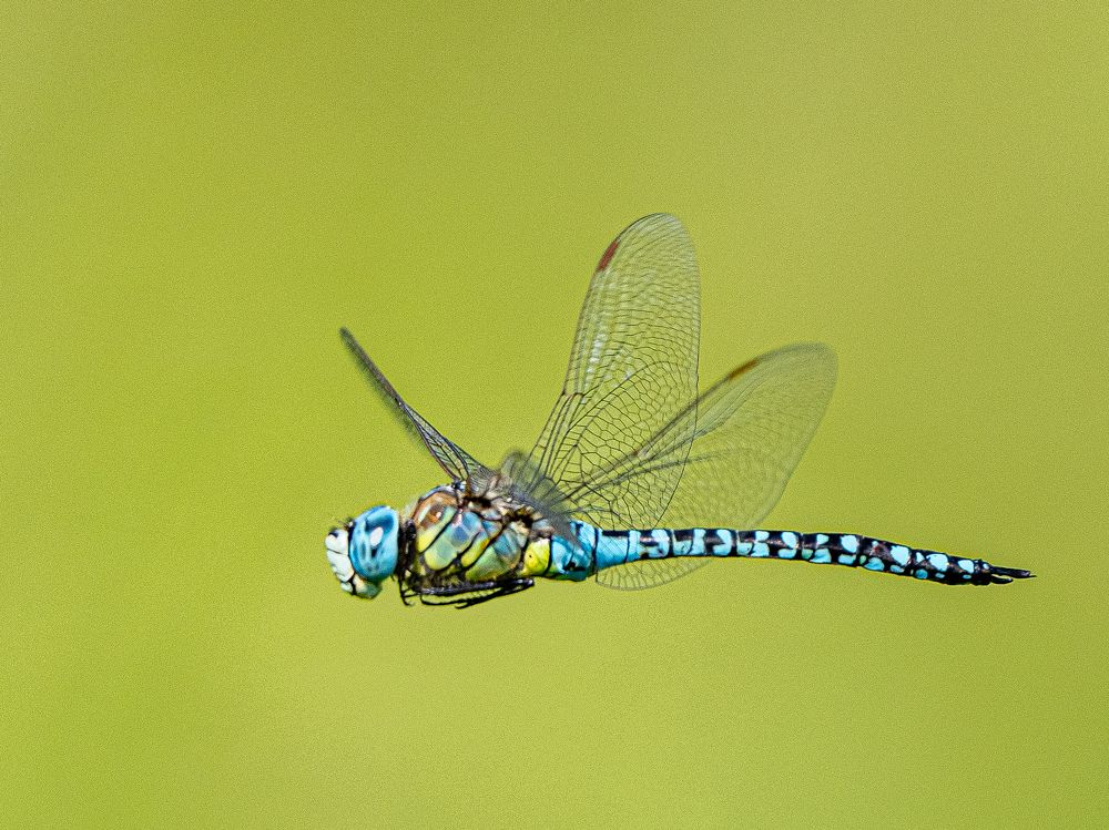 Фотография автора Инна Субботина