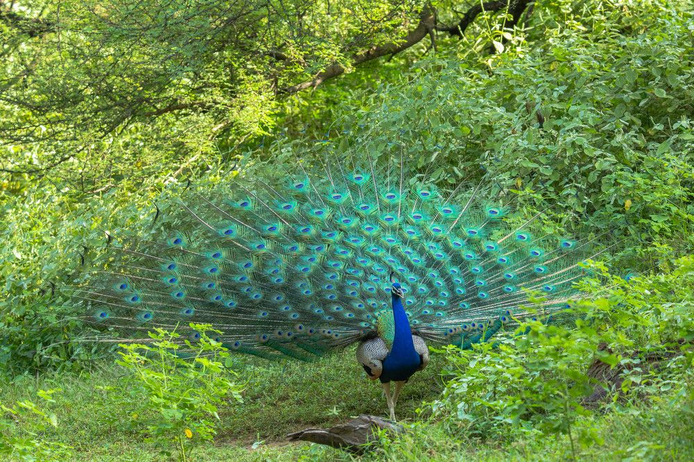 Enchanting courtship in the Emerald Canopy