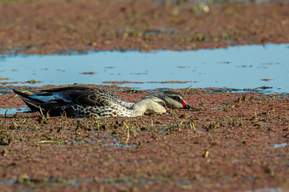 Unity in Foraging: A Singular Spirit