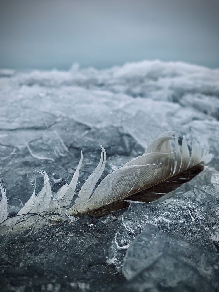 В ледяном плену