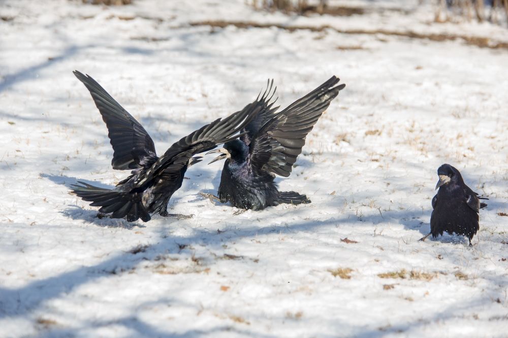 Photograph by Марина Ватанская