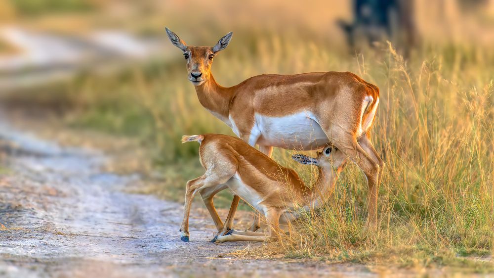 Photograph by Samir Sachdeva