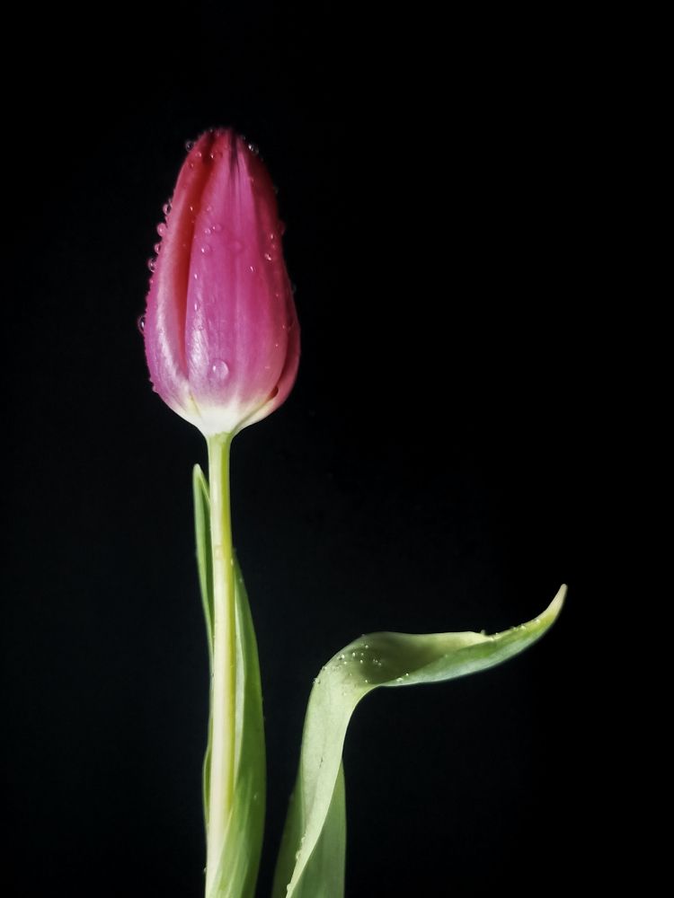 Фотография автора Татьяна Шахова