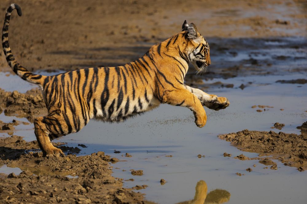 Tiger Cub Taking a Leap