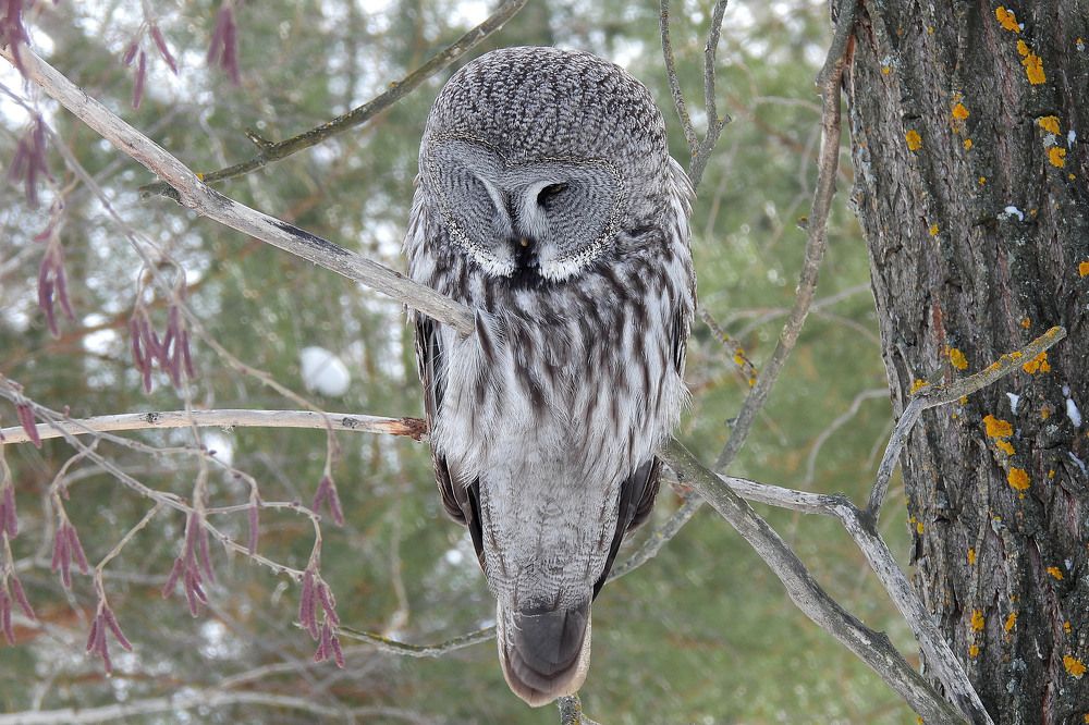 Бородатая неясыть