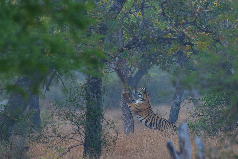 Tiger in The Meadows