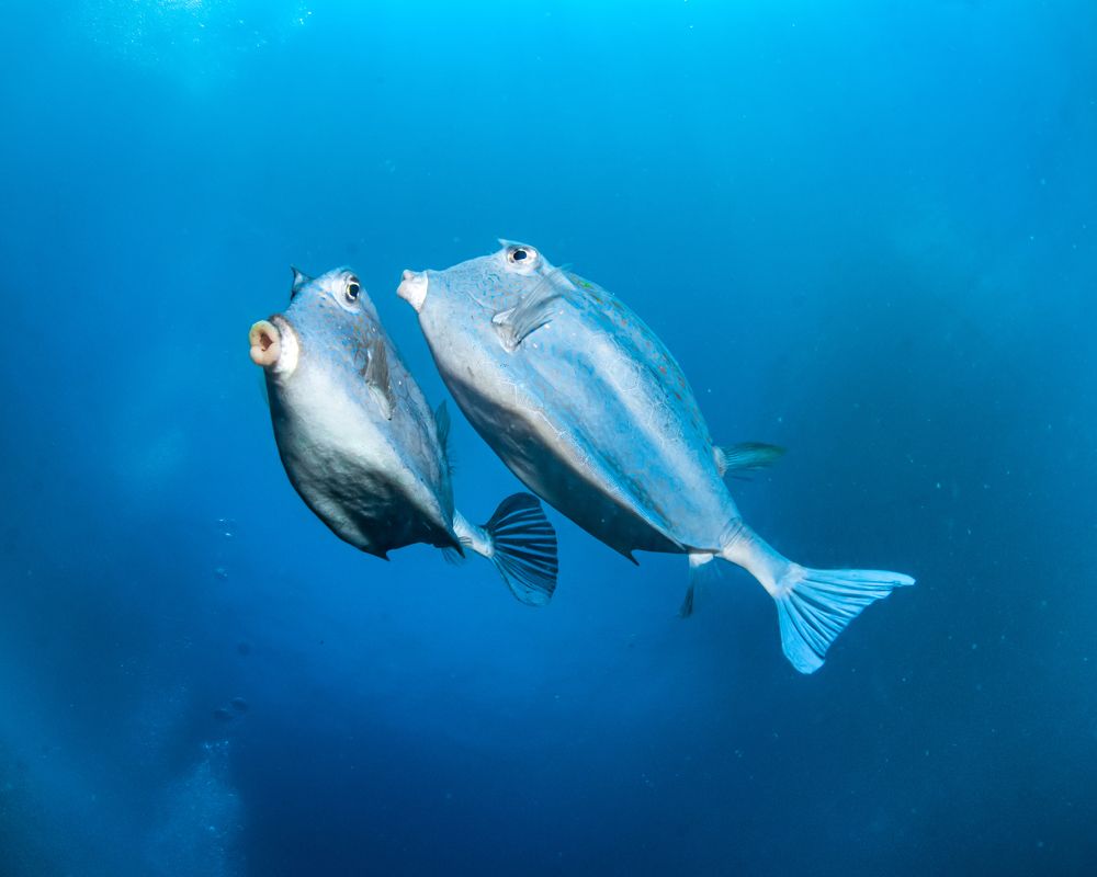 Photograph by Pedro Filadelfo