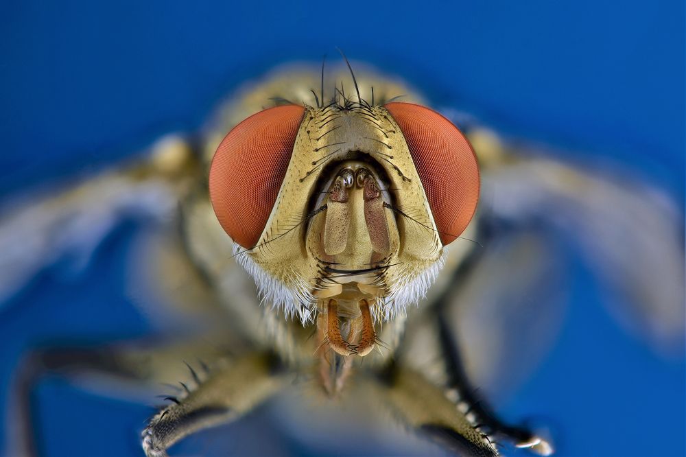 Photograph by Nalin Chaminda Rathnayake