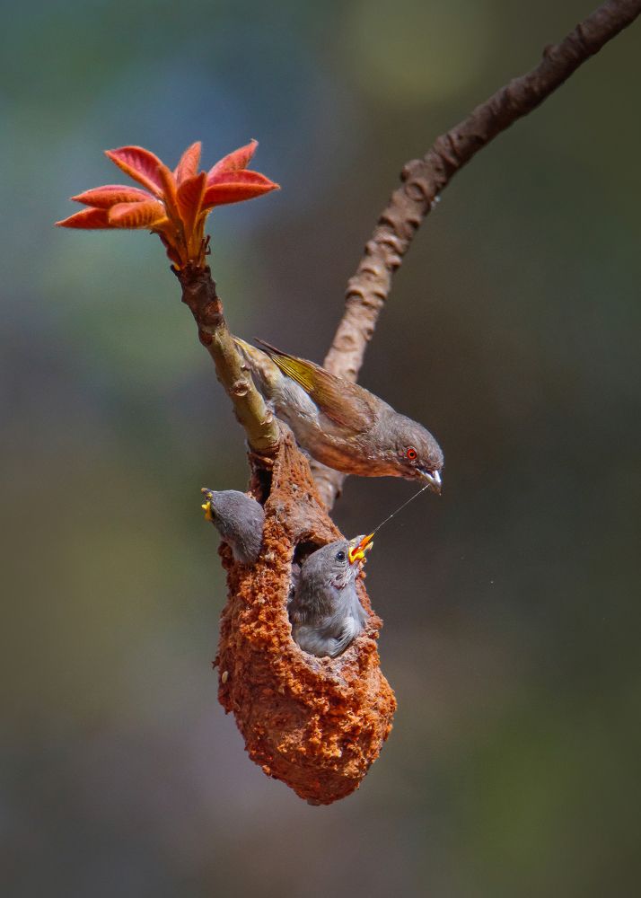 Thick-billed Flowerpecker
