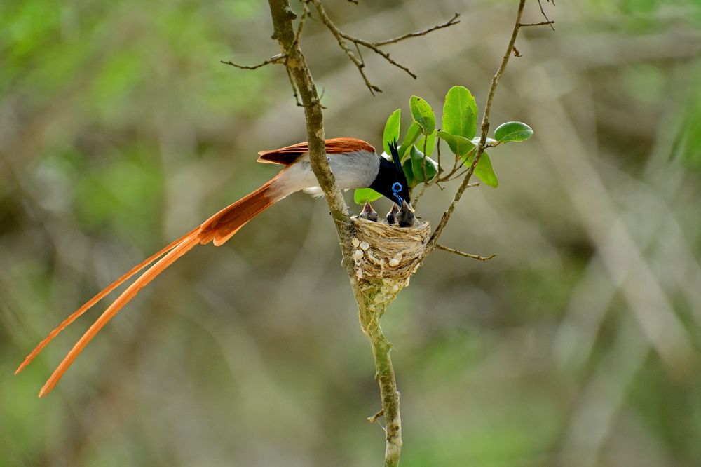 Photograph by Nalin Chaminda Rathnayake