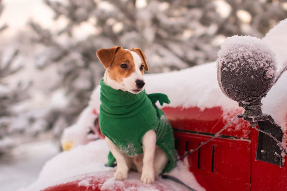 Джеки и овчарки