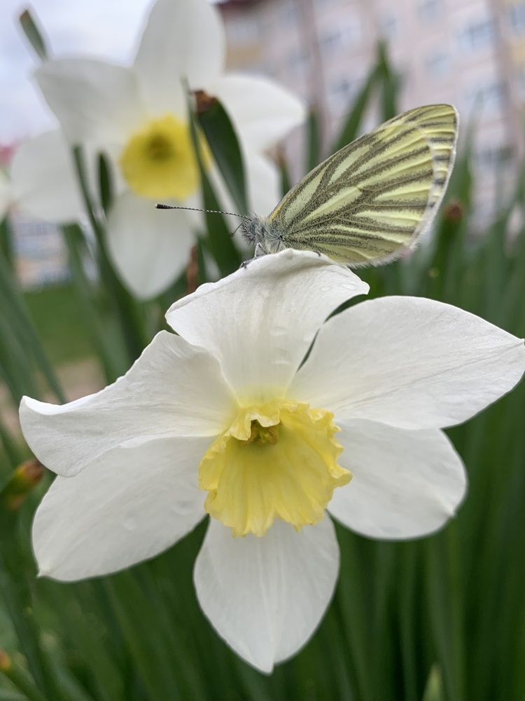 Фотография автора Ирина Шпаковская