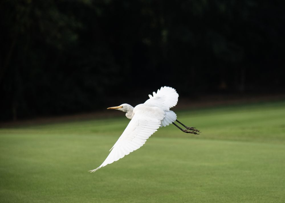 Photograph by AMLAN BISWAS