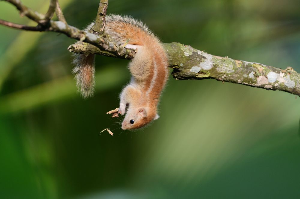 Photograph by Nalin Chaminda Rathnayake