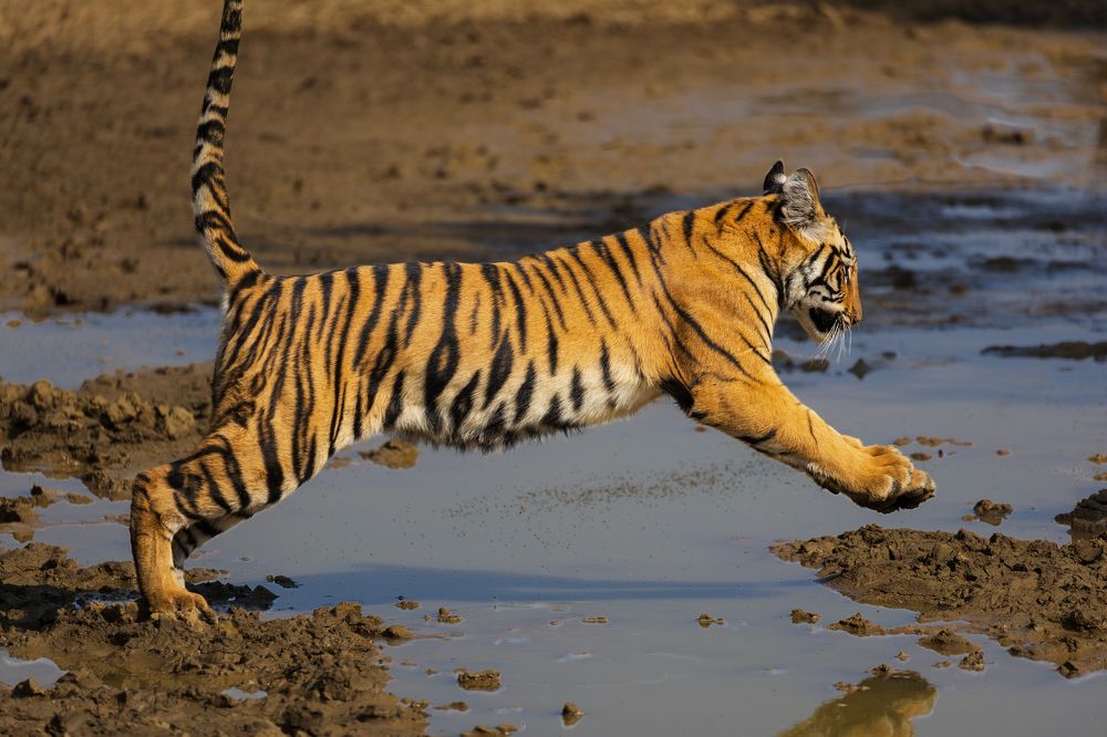 Tiger Cub on a Successful Leap