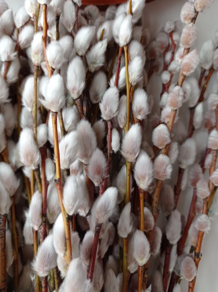 Весна идет-весне дорогу!  Spring is coming - make way for spring!