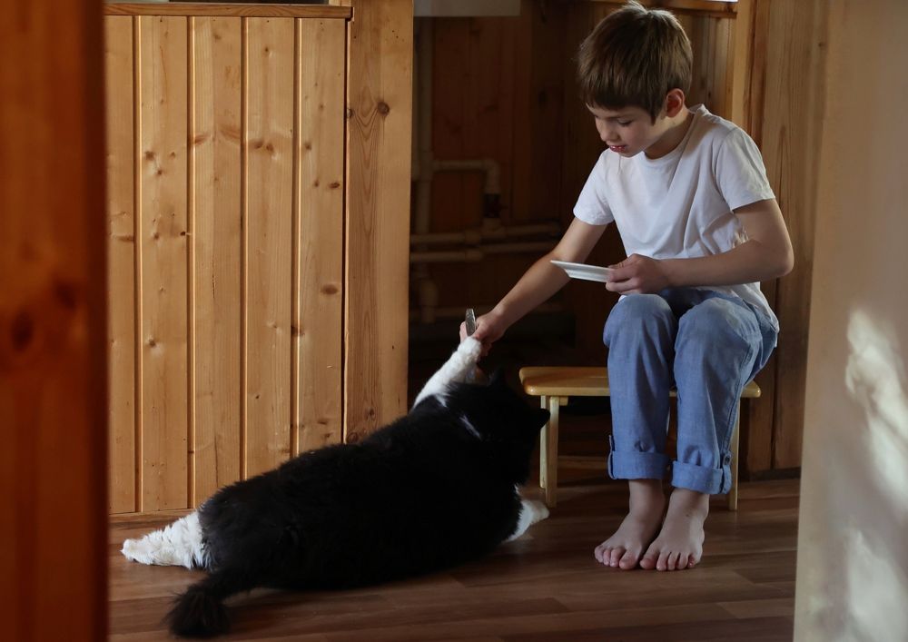 Мальчик и кот