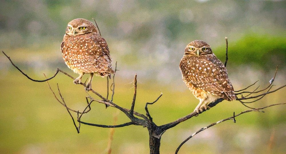 Photograph by Eduardo Bom