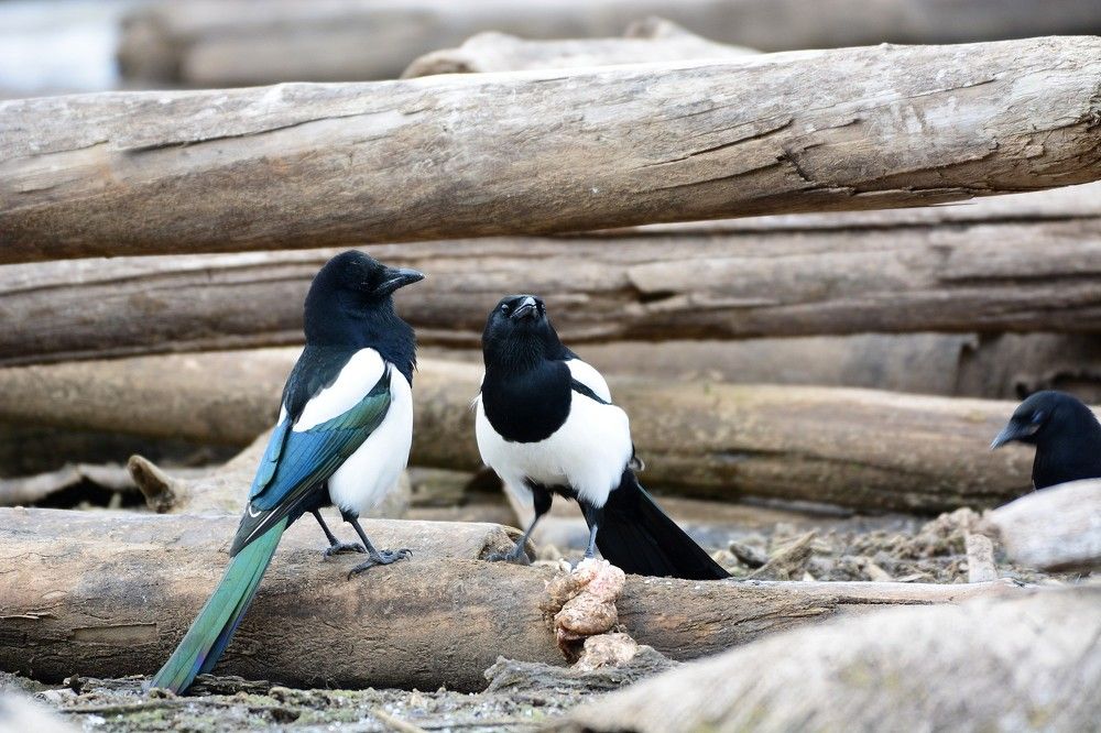 Фотография автора Садыков