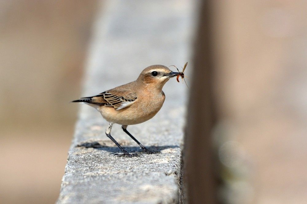 Каменка с добычей.