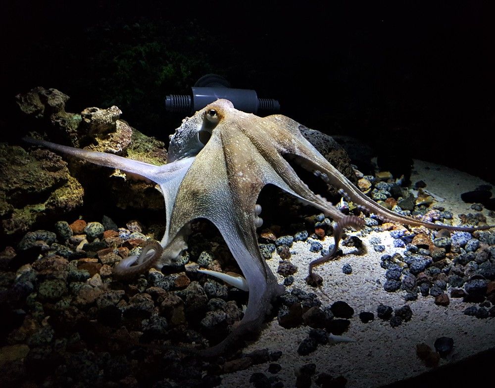 Фотография автора Ася Бабушкина