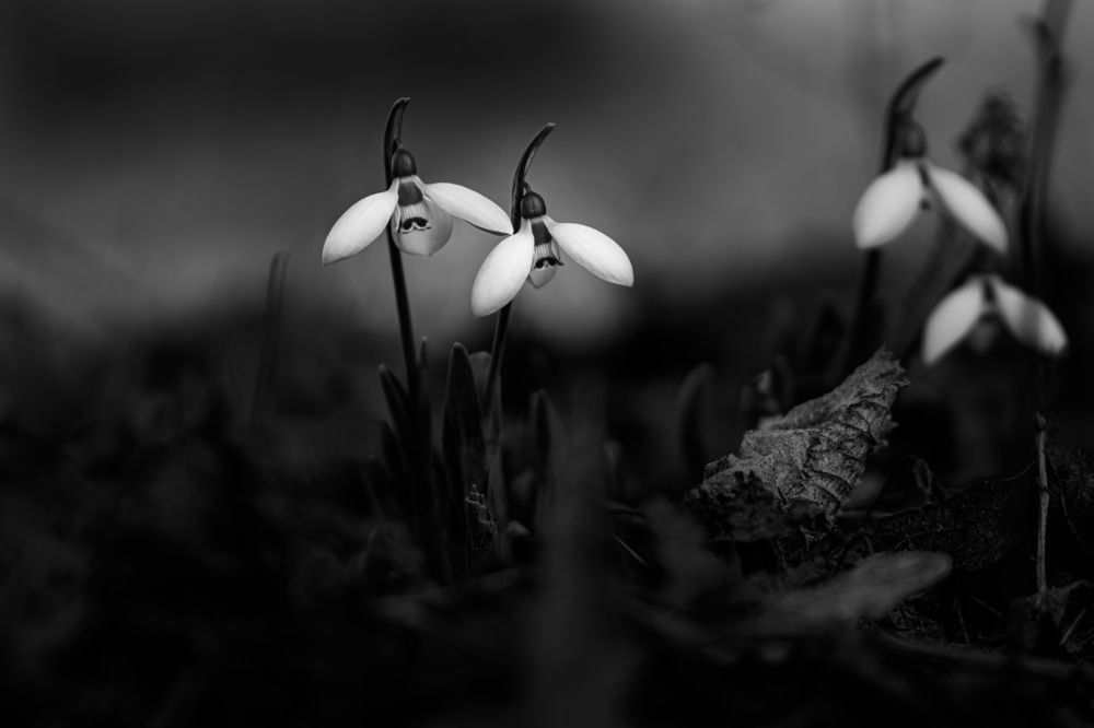 Photograph by Marius Buta