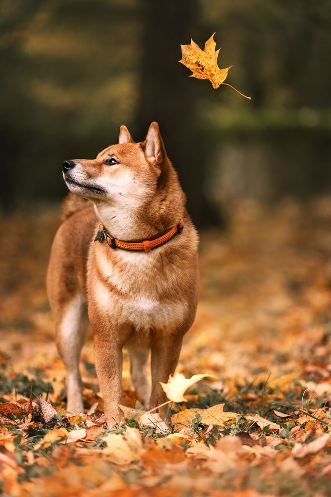 Photograph by Светлана Степашина