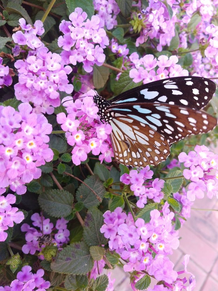 BLUE TIGER BUTTERFLY.