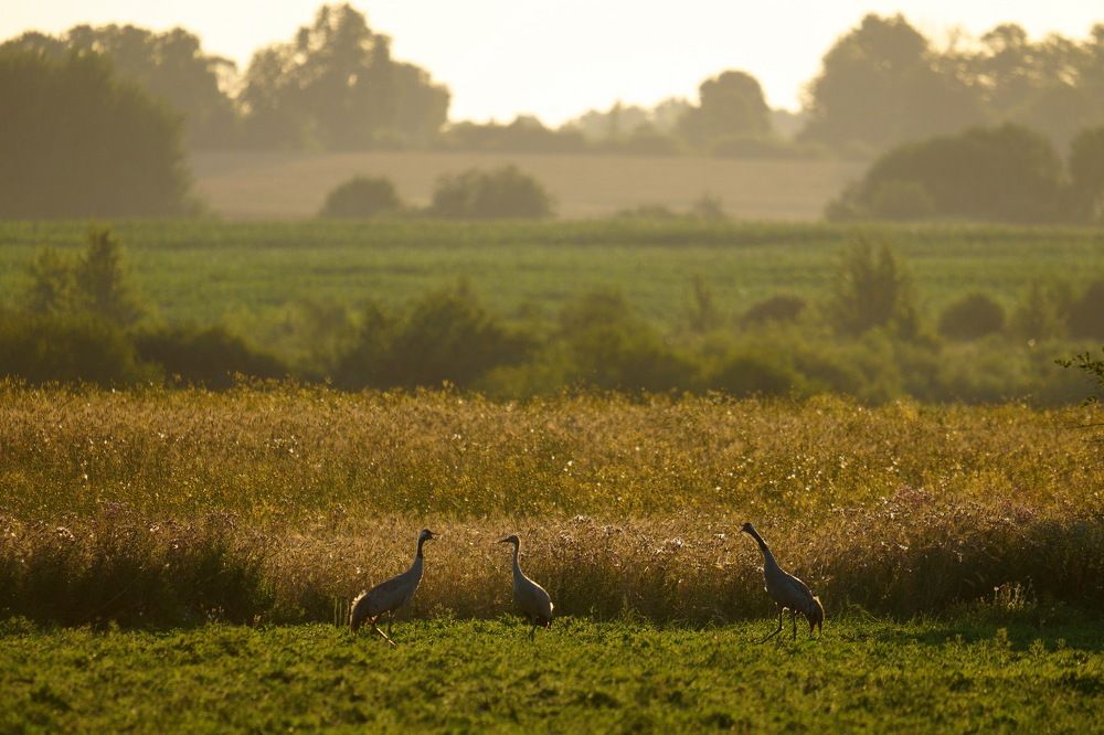 Журавлиный крик