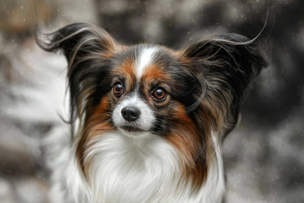 Papillon