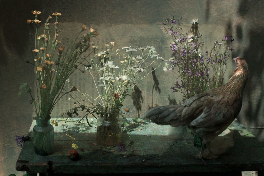 Фотография автора Коршак Елена