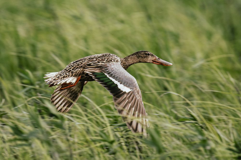 Photograph by Елена