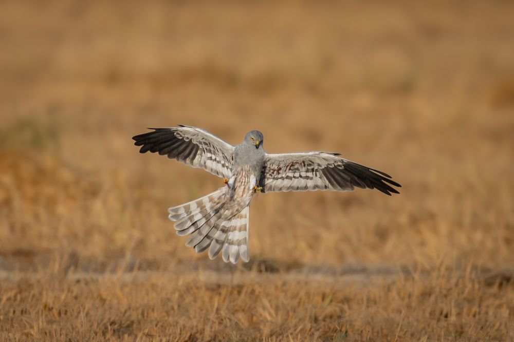 Photograph by Nijas Mohamed